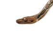 Close-up of head python snake ( python reticulatus )