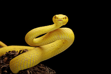 Sticker - Yellow White-lipped Pit Viper isolated on black background, angry yellow viper snake, Trimeresurus insularis