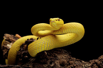 Wall Mural - Yellow White-lipped Pit Viper isolated on black background, angry yellow viper snake, Trimeresurus insularis