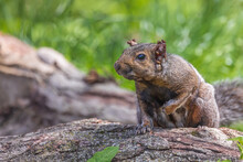 Eastern Gray Squirrel Covered With Parasitic Ticks