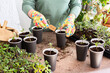 © pundapanda - Young green seedlings of tomato in a special plastic form, woman gardener transplanting seedlings, pricking out in disposable paper cups, home hobby
