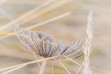 Dried Wild Flower Seed Head In Long Grasses Blowing In Wind.