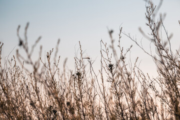 Naklejka na meble Plants against the sky. Grass taken from a low level near the ground