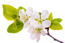 Blossom Of Plum Tree Isolated Over Transparent Background