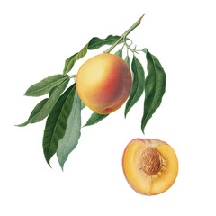 botanical vintage peach (persica lulodermis) on a transparent background