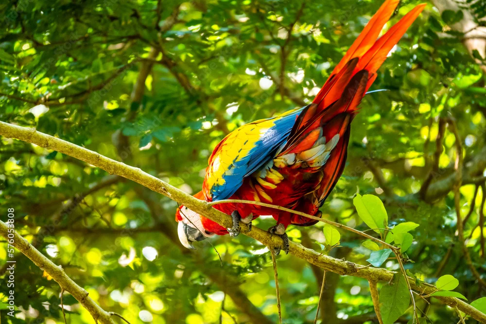 Roatán in Bildern: Aras, Leguane und wilde Karibikküste 3 Hellroter Ara klettert kopfüber an einem Ast auf Roatán in Honduras