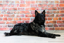 Black White Dog On Back Brick Wall, Mudi, Studio Shot