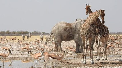 rumble at the waterhole. a giraffe pushes another giraffe aside. lots of wildlife around the waterho
