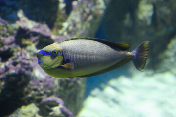 Wall Mural - Bluespine unicornfish (Naso unicornis), also known as the short-nose unicornfish. Fish under water.	
