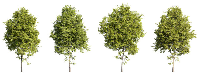 set of rosehill trees, 3d rendering, for illustration, digital composition, architecture visualizati