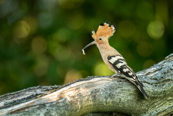 Canvas Print - Eurasian hoopoe bird in flight close up ( Upupa epops )