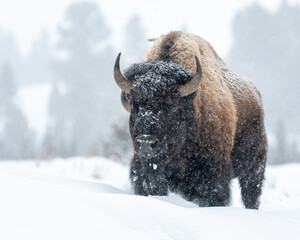 Wall Mural - Bull Bison in a snowstorm, Lamar Valley, Yellowstone National Park