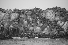 Black And White California Coast Monterey Sea Lions