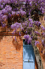 Beautiful Blooming Wisteria Plant Over Old House Entrance. France.