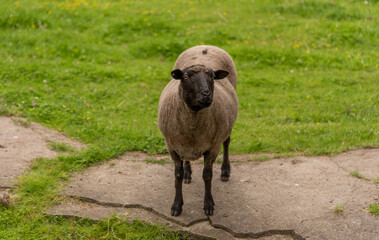 sheep in the meadow