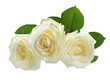 PNG three white roses isolated on transparent