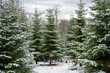 Christmas trees fir-trees pinetrees forest during winter with snow on a cloudy day landscape, background