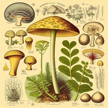 Illustration From An Old Vintage Retro Book On Mushrooms Guide, Engraving Style, Old Drawing