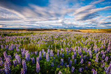 Affiche - Breathtaking view of the valley covered with lupine flowers on a sunny day. Iceland, Europe.