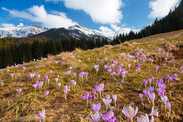 Affiche - Spectacular meadows are covered violet crocus flowers on spring High Tatras mountains.