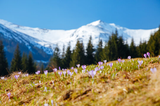 Wall Mural - Spectacular meadows are covered violet crocus flowers on spring High Tatras mountains.