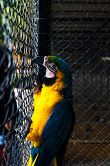 Macaw