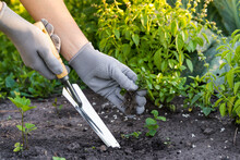 Weed Removal In A Garden With A Long Root, Care And Cultivation Of Vegetables, Plant Cultivation, Weed Control, Root Remover In The Hands Of A Gardener