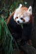 Red Panda (Ailurus fulgens) on the tree