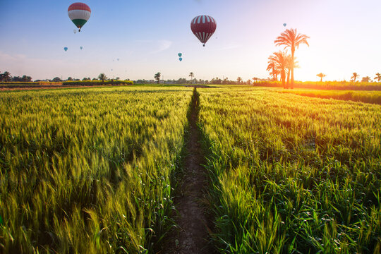 Fototapete - Hot air balloon over green field of wheat at sunset time, Luxor, Egypt