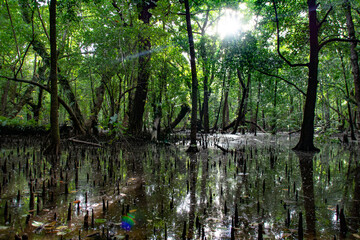 Wall Mural - Tropical mangroves forest and sunlight, wetland, Carp island, Palau, Pacific