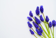 Blue Spring Flowers On A White Background. Muscari Armeniacum On A White Background. Bright Postcard, Congratulations. Copy Space Still Life Flat Lay. Armenian Grape Hyacinth.