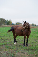 two horses on a farm