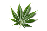 Fototapeta  - A green leaf of cannabis inflorescence isolate on a white background ai