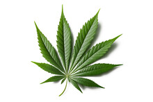 A Green Leaf Of Cannabis Inflorescence Isolate On A White Background Ai