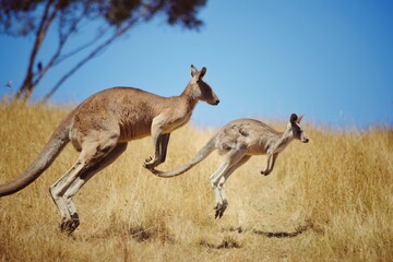 kangaroo in the wild