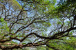 © kedsirin - Branches of big Samanea saman tree with blue sky background in sunny day at Kanchnaburi, Thailand.