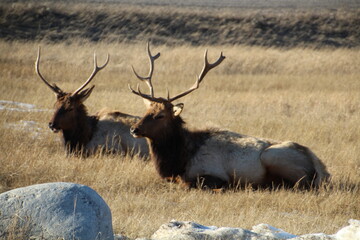 Wall Mural - Bull Elk