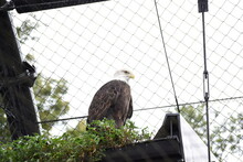 Bald Eagle In The Cage