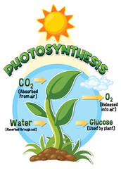 Canvas Print - Diagram of Photosynthesis for biology and life science education