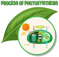 Wall Mural - Diagram of Photosynthesis for biology and life science education