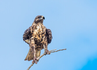 Wall Mural - Galapagos hawk perched on a skinny branch