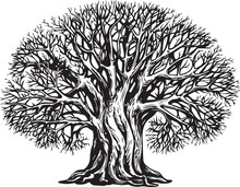Branched Tree Without Leaves, Sketch. Large Growing Oak In Vintage Engraving Style. Hand Drawn Vintage