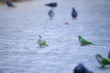 Green Parrots On Pavement With Grey Pigeons