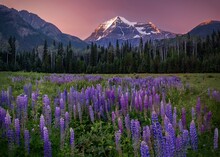 Wild Flowers By Mount Robson At Sunset. Mount Robson. British Columbia. Canada