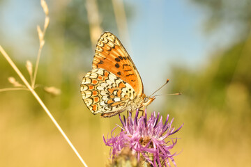 Wall Mural - The knapweed fritillary butterfly - Melitaea phoebe. Beautiful fritillary butterfly on meadow