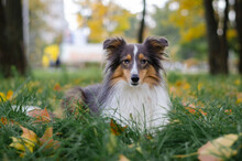 Cute Tricolor Dog Sheltie Breed In Fall Park. Young Shetland Sheepdog On Green Grass And Yellow Or Orange Autumn Leaves	