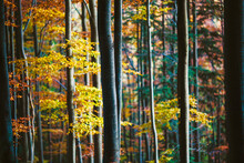 Autumn Colors In Beech Forest In Gorce National Park, Poland