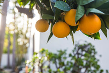 A Backyard Orange Tree In Los Angeles, California
