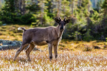 Portrait Of Caribou Calf Standing In Forest