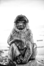 Black And White Portrait Of Barbary Macaque (Macaca Sylvanus)